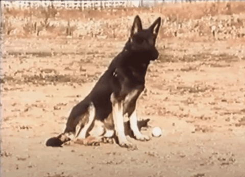 Superdog Black